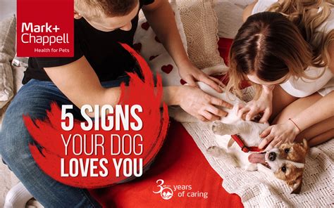 5 Signs Your Dog Loves You Vetiq Uk