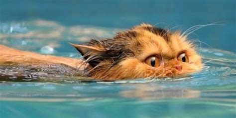 Funny Cats Love Water Compilation Hd The Dodo