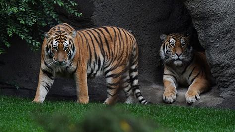 Its Opening Day For Tigers At Detroit Zoo As New Habitat Unveiled