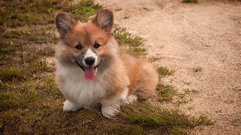 The shug is a cross between the goofy pug and the courageous german shepherd. 21 German Shepherd Mixes (Today's Most Popular Pups ...
