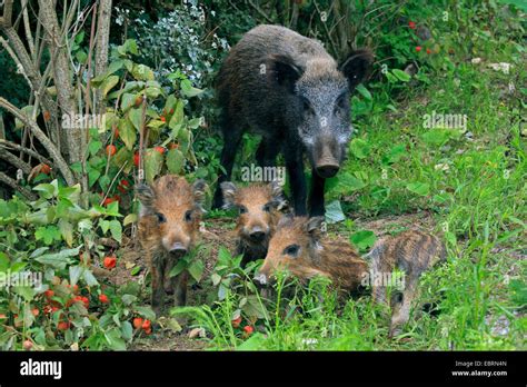 Wild Boar Pig Wild Boar Sus Scrofa Wild Sow With Shotes In The