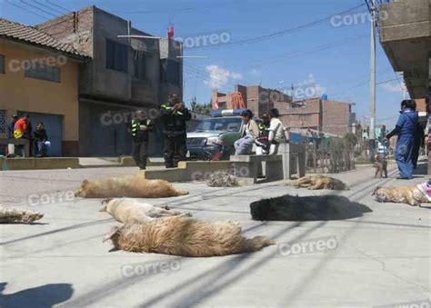 Huancayo Indignación por terrible matanza de perros FOTOS CIUDAD OJO