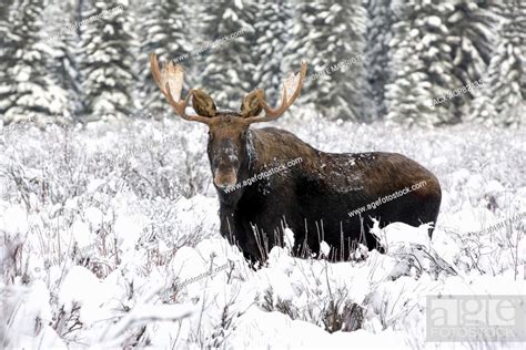 Bull Moose Banff National Park Alberta Canada Stock Photo Picture