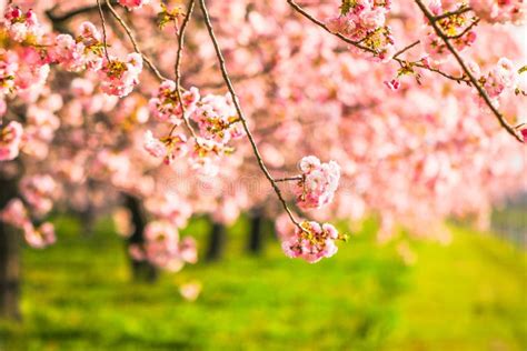 Beautiful Cherry Blossom Sakura In Spring Time Stock Image Image Of