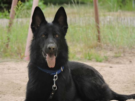 11 Month Old Malewl German Shepherd Dog Forums