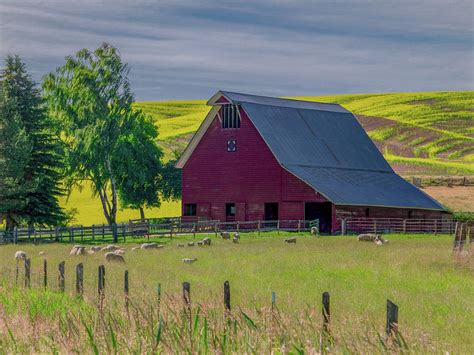 Peaceful In The Palouse Photograph By Marcy Wielfaert Fine Art America