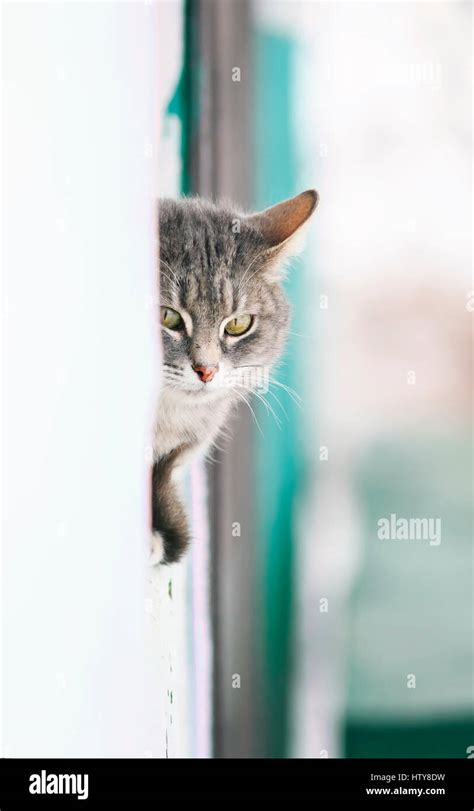 Domestic Cat Peeking Around Corner Hi Res Stock Photography And Images