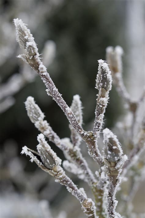 Free Images Nature Branch Snow Cold Leaf Flower Frost Ice