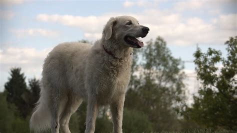 Everything You Need To Know About The Kuvasz Ancient Dog Breeds