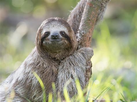 What Do Sloths Eat 20 Things You Should Know About What They Eat
