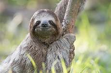 sloth sloths ngd contents
