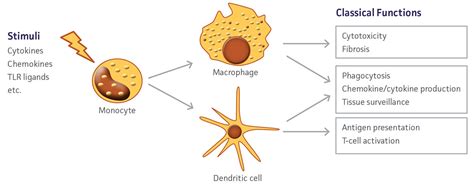 In Vitro Differentiation Of Macrophages And Dendritic Cells Atcc
