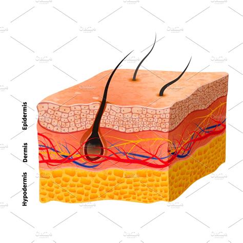 Detailed Human Skin Structure Healthcare Illustrations Creative Market