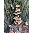 Fungus On The Mature Chestnut Tree  Fungi Pictures Arbtalk