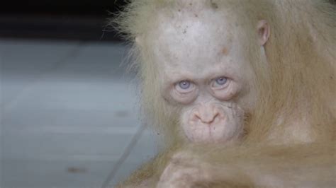 The Albino Orangutan Needs A Name Youtube