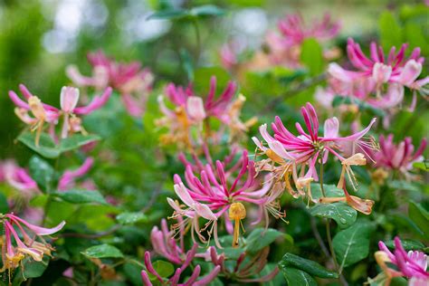 Pink Flowering Honeysuckle By Stocksy Contributor Tytia Habing