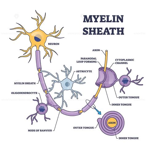 Myelin Sheath Layer For Axon Nerve With Detailed Structure Outline