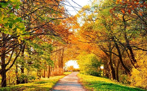 Beautiful Autumn Park Trees Path Yellow Leaves Wallpaper Nature