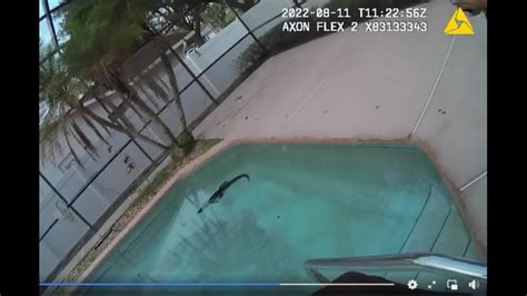 Alligator Found Hiding At Bottom Of Florida Swimming Pool Miami Herald