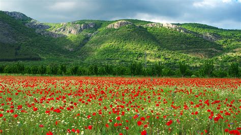 Wallpaper Bulgaria Kyustendil Tulips Nature Hill Fields 2560x1440
