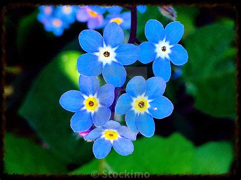 Forget Me Not Flower Pictures To Download 7 576 Forget Me Not Stock