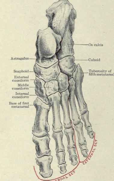 The human body is made up of a complex structure of systems that all work together. Bones Of The Foot