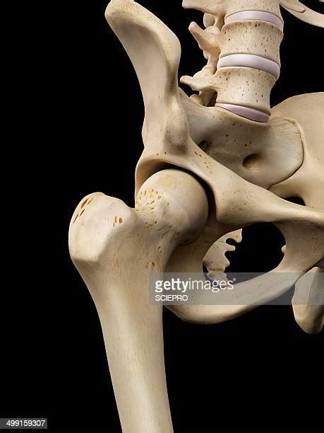 Hip Bone 3d Photos And Premium High Res Pictures Getty Images