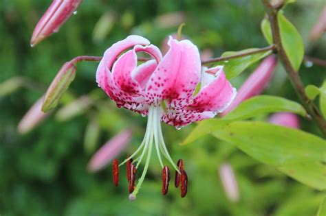 Lilium Speciosum Variety Rubrum ‘uchida Meeuwissen Voorhout