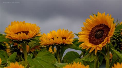 Grey Skies And Sunflowers In Explore Sunflower Pictures Sunflowers