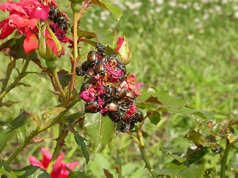 Japanese Beetles In The Urban Landscape