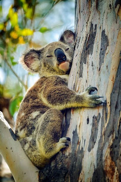 Best Koala Claws Stock Photos Pictures And Royalty Free Images Istock