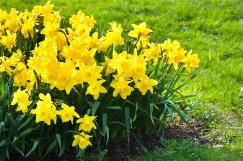 18 Varieties Of Yellow Flowering Plants