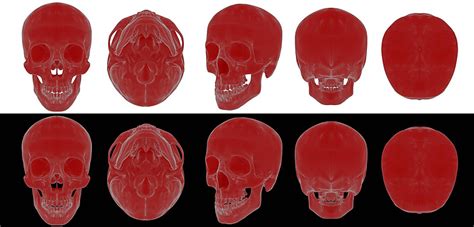 3d Human Skull With Teeth In Profile View Vector Anatomical Side