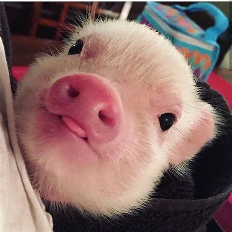 Wholesome Compiglation Of Tini Tiny Pigs Cute Piglets Cute Baby Pigs