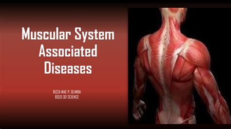 Solution Muscular System Associated Diseases Studypool