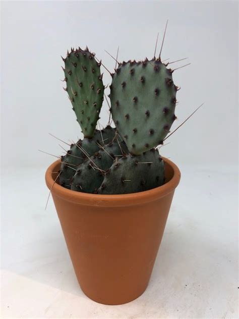 Lots of large pot planter to choose from. 4" Prickly Pear Cactus in Clay Pot - Flowers Talk Tivoli
