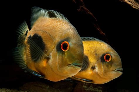 How To Tell The Sex Of Cichlids Cuteness