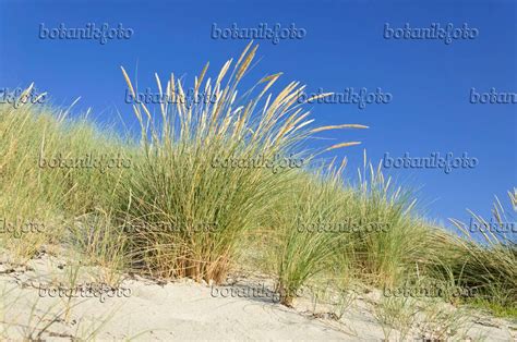 Images Common Beach Grass Images Of Plants And Gardens Botanikfoto