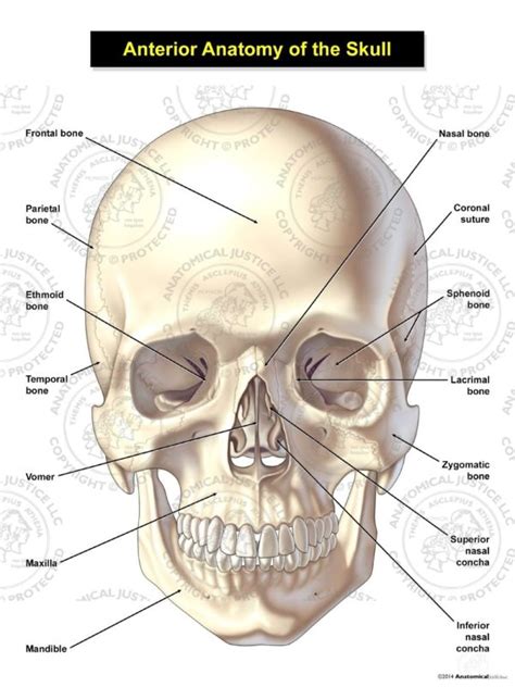 Anterior Anatomy Of The Skull Illustration Anatomical Justice