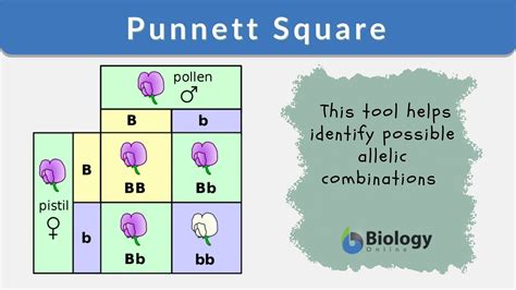 What Is A Punnett Square And Why Is It Useful In Genetics Biology Unit Genetics Punnett