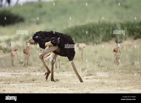 Ostrich Head In The Sand Hi Res Stock Photography And Images Alamy
