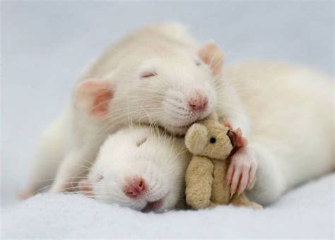 Cute Dumbo Rats Animals Pinterest