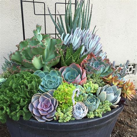Deconstructed My Large Succulent Container Today And Happy With How The