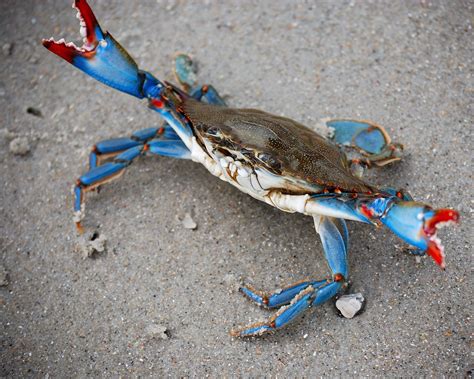 Blue Crab At Myrtle Beach