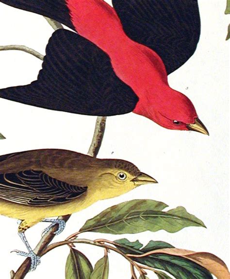 louisiana tanager scarlet tanager from the birds of america amsterdam
