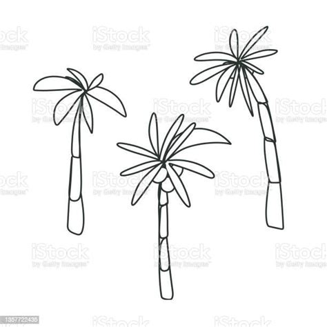 Simple Line Art One Line Coconut Palm Trees Set Sketch Doodle Style