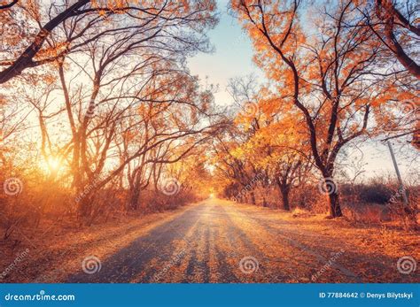 Autumn Forest Forest With Country Road At Sunset Stock Photo Image