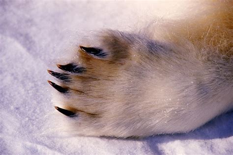 Polar Bear Paw Photograph By Dan Guravich Fine Art America