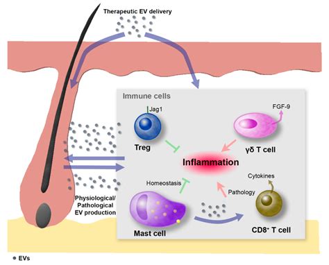 Ijms Free Full Text The Role Of Extracellular Vesicles In Cutaneous
