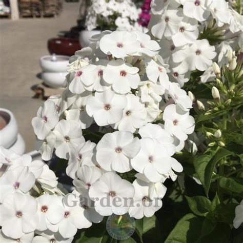Garden Phlox Phlox Paniculata Super Ka Pow™ White In The Phloxes